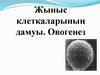Жыныс клеткаларының дамуы. Овогенез