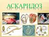 Аскарида (Ascarіdae)