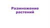 Размножение растений
