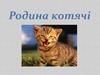 Родина котячі