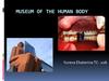Museum of the human body