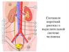 Строение и функции нефрона. 9 класс