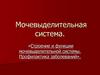 Мочевыделительная система. Строение и функции мочевыделительной системы. Профилактика заболеваний