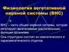 Физиология вегетативной нервной системы (ВНС)