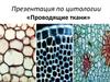 Проводящие ткани