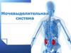 Мочевыделительная система