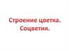 Строение цветка. Соцветия
