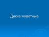 Дикие животные