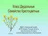 Класс двудольные. Семейство Крестоцветные