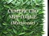 Семейство миртовые (myrtáceae)