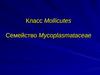 Класс Mollicutes. Семейство Mycoplasmataceae