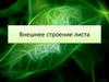 Внешнее строение листа