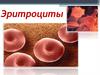 Особенности строения эритроцитов