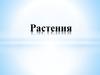 Растения. Растительный мир