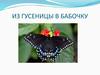 Из гусеницы в бабочку. 3 класс