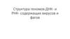 Структура геномов ДНК- и РНК- содержащих вирусов и фагов