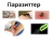 Паразиттер