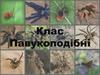 Клас Павукоподібні