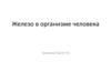 Железо в организме человека. Функции железа в организме