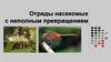 Отряды насекомых с неполным превращением. Отряд Стрекозы