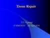 Tissue repair. Regeneration and Reparation