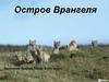Остров Врангеля
