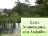 Класс Земноводные, или Амфибии