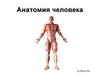 Анатомия человека