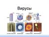 Вирусы. Живые ли вирусы или нет?