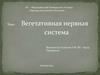 Вегетативная нервная система