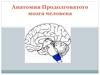 Анатомия Продолговатого мозга человека