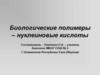 Биологические полимеры – нуклеиновые кислоты