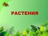 Растения