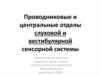 Проводниковые и центральные отделы слуховой и вестибулярной сенсорной системы