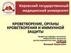 Кроветворение, органы кроветворения и иммунной защиты