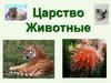 Царство Животные