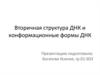 Вторичная структура ДНК и конформационные формы ДНК