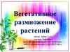 Вегетативное размножение растений