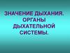 Значение дыхания. Органы дыхательной системы