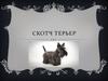 Скотч терьер