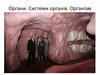 Органи. Системи органів. Організм