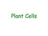 Plant Cells. Overview of Plant Structure