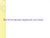Вегетативная нервная система
