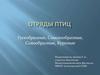 Отряды птиц. Гусеобразные, Соколообразные, Совообразные, Куриные