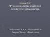 Функциональная анатомия лимфатической системы. Лекция № 27