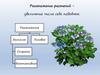 Размножение растений