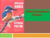Краснокнижные птицы