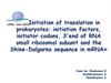 Initiation of translation in prokaryotes: initiation factors, initiator codons, 3'end of RNA small ribosomal subunit