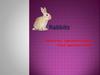 About rabbit
