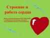 Строение и работа сердца